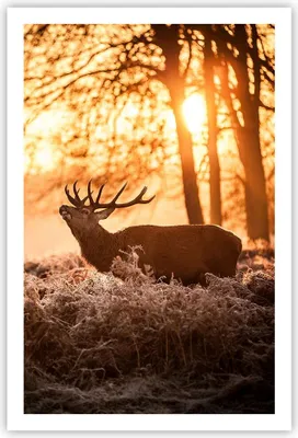 Produktbild von Poster - Poster ohne Rahmen - Deer Heidekraut Tier - 61x91,5 cm - Wand Bild - Wanddeko - Wandbilder - Kunstposter - Wandposter - Bilder - Kunstdruck - Wanddekoration - Wandbild - P2XPA61x91-3043
