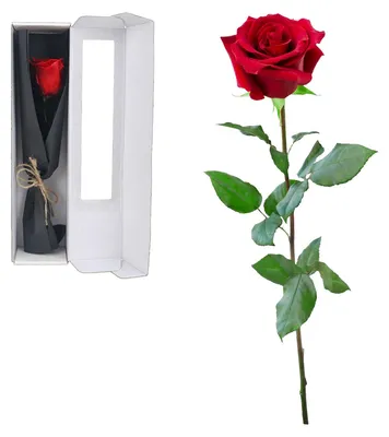Ewige Rose auf Stiel in Geschenkbox, konserviert, rot, 24 cm, 1 Stück