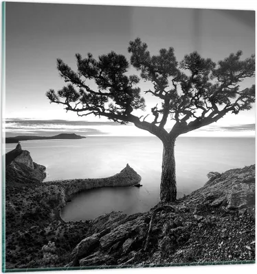 Produktbild von Bilder auf glas - Einteilig - Baum Schwarzweiß Ansicht - 60x60cm - Glasbilder - Wandbilder - Bilder - zum Aufhängen bereit - Wanddekoration aus Glas - Glas Bilder - Wandbild auf Glas - GAC60x60-4297