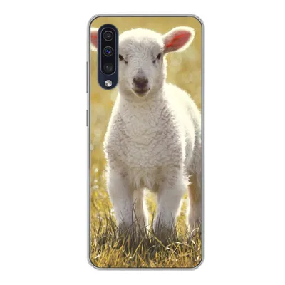 Produktbild von MuchoWow® Handyhülle Schutzhülle Hülle für Samsung Galaxy A50 Lamm - Gras - Sonne Silikon Softcase Handy Hülle - Mobiltelefonhülle