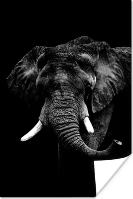 Produktbild von MuchoWow® Poster Elefant vor schwarzem Hintergrund - schwarz und weiß 120x180 cm - Kunstposter