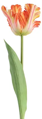Immagine prodotto di Clayre & Eef, fiore artificiale, colore arancione, materiale: plastica