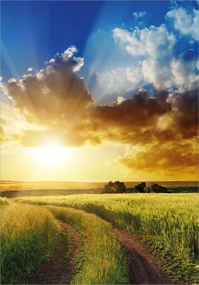 Produktbild von Wallario Poster - Feldweg in den Sonnenuntergang, Kunstdruck Größe: 70 x 100 cm