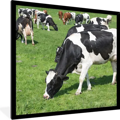 Produktbild von MuchoWow® Gerahmtes Poster Kühe - Tiere - Gras - Sonne 40x40 cm - Poster mit Schwarzem Bilderrahmen Wandposter Rahmen Foto Bilder - Mit Rahmen - Wanddekoration Schlafzimmer