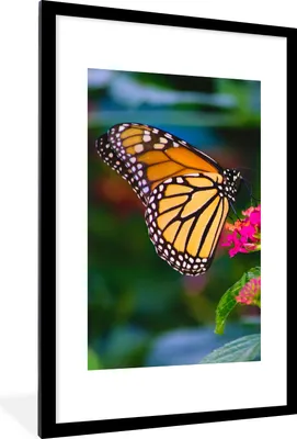 Produktbild von MuchoWow® Gerahmtes Poster Schmetterlinge - Blume - Natur 60x90 cm - Poster mit Schwarzem Bilderrahmen Wandposter Rahmen Foto Bilder - Dekoration - Wandposter Wohnzimmer - Hochwertig