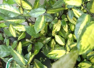 Produktbild von Elaeagnus pungens Maculata - Buntlaubige Ölweide - 50-60cm
