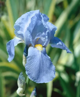 Zdjęcie produktu dla Iris x barb.-elat. 'Empress of India', Schwertlilie, ok. 11x11 cm Topf