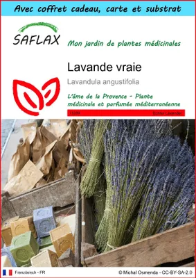 Image de SAFLAX Ensemble-cadeau - Lavande vraie - 150 graines - Lavandula