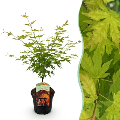Image de Green boutiQ - Terrasplant - Japanse Esdoorn - Acer palmatum Orange Dream - Oranje - 1 Plant - Bladverliezend - Pot 19cm Hoogte 70cm