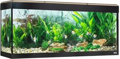 Obrázok produktu pre Akvárium Fluval Roma Bluetooth LED 240L, dub