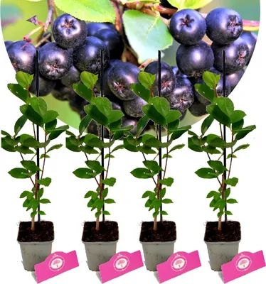 Four potted Aronia berry plants with a cluster of ripe berries in the background.