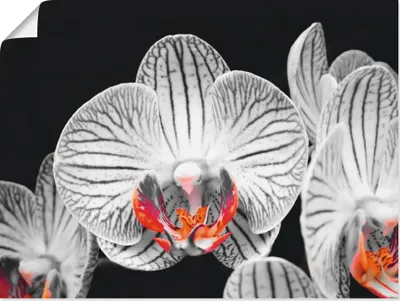 Produktbild von ARTland Poster Orchidee abstrakte Collage IV Größe: 40x30 cm