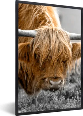 Produktbild von MuchoWow® Gerahmtes Poster Schottischer Highlander - Tiere - Braun - Kuh - Schwarz - Weiß - Natur 60x90 cm - Poster mit Schwarzem Bilderrahmen Wandposter Rahmen Foto Bilder - Kunst