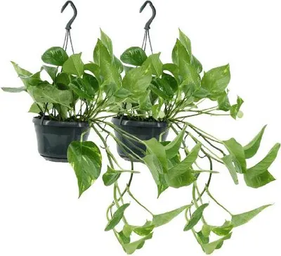 Produktbild von Efeutute Epipremnum Scindapsus 2 Pflanzen Ø15cm ↕25cm Hängepflanze Pflegeleicht