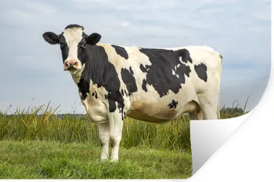 Produktbild von MuchoWow® - Wierderverwendbar - Selbstklebend