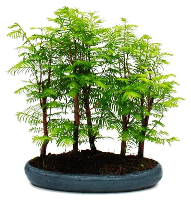 Obrázek produktu pro Venkovní bonsaje Metasequoia glyptostroboides – velký les s 5–7 rostlinami