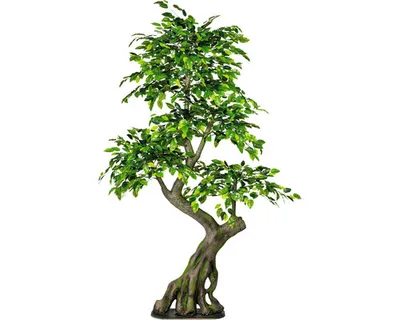 Produktbild von Kunstpflanze Ficus Benjamin Ø 80 cm Höhe: 170 cm grün