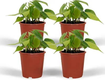 Obrázek produktu pro Baumfreund - Philodendron scandens Brasil - 4 rostliny - Ø12cm - výška cca 15cm