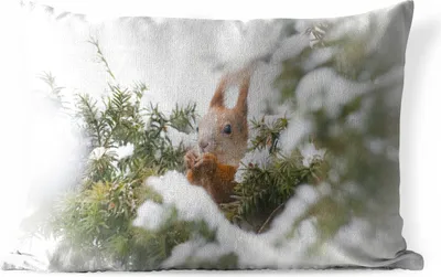 Produktbild von MuchoWow® Outdoor Kissen - Eichhörnchen - Kiefer - Schnee - 50x30 cm - Wetterfest - Lounge Kissen - Sofa kissen - Wohnzimmer Dekoration