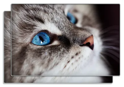 Produktbild von Wallario Frühstücksbrettchen 2er Set aus Glas, je 20 x 30 cm, mit rutschfesten Füßen, Motiv Katze mit strahlend blauen Augen