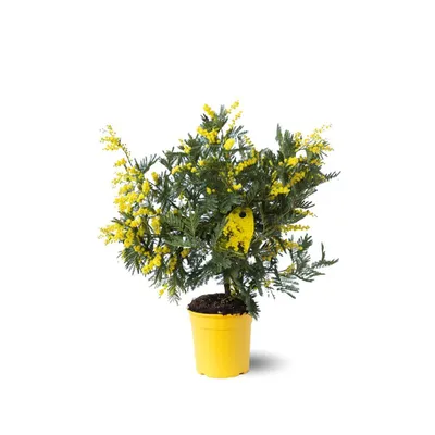 Image de Mimosa gaulois touffe - acacia dealbata - plante fleurie - ↕ 45-50 cm - ⌀ 19 cm - plante d'extérieur
