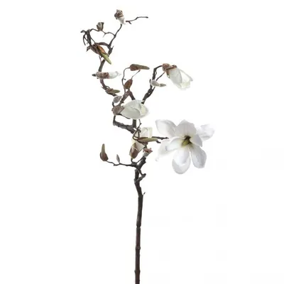 Productafbeelding van Magnolie 140, wit, Fiore