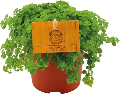 Obrázok produktu pre Pilea depressa (kvetina kanoniera) Ø10, 5cm, 15cm, izbová rastlina, nenárocná