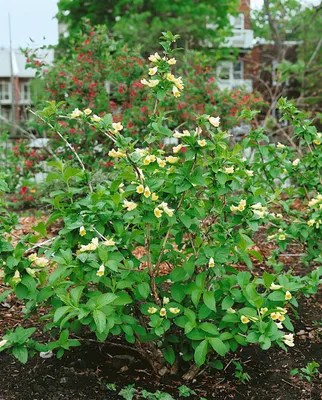 Produktbild von Weigela middendorffiana, gelb blühend, 60–100 cm