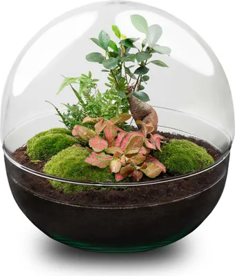 Produktbild von Flaschengarten DIY Bausatz Dome XL Ø30cm H30cm Terrarium Zimmerpflanze It Deko