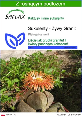Zdjęcie produktu dla SAFLAX - Sukulenty - Żywy Granit - 40 Nasiona - Z podłożem uprawowym wolnym od zarazków - Pleiospilos nelii