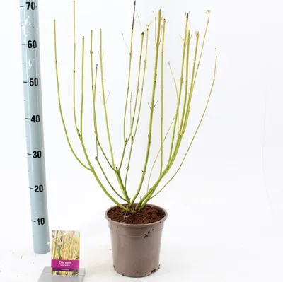 Image de Cornus sericea 'Flaviramea' - Cornouiller | 40-60 cm en pot