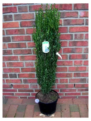 Produktbild von 2 x Säulen-Ilex, Höhe: 110-120 cm, Ilex Fastigiata, ähnlich dem Buchsbaum