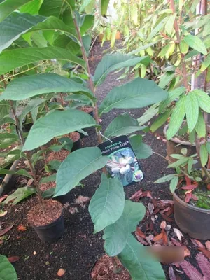 Produktbild von Asimina triloba Prima 1216 - Paw Paw - Indianerbanane - selbstfruchtend - 80-100cm
