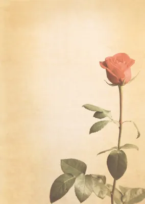 Produktbild von Motiv Briefpapier (Rose-5018, DIN A4, 100 Blatt). Einseitig bedrucktes Briefpapier,  beschreibbar, Motivpapier für alle Drucker/Kopierer geeignet