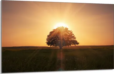 Produktbild von Glasschutzplatte für den Herd 80x52 Baum