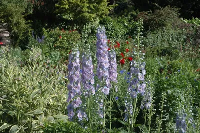 Produktbild von Delphinium x elatum 'Werratal', Rittersporn, blau, ca. 11x11 cm Topf
