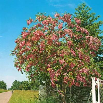 Produktbild von Robinia hispida 'Rosea', Rosenakazie, rosa Blüten, 80–100 cm