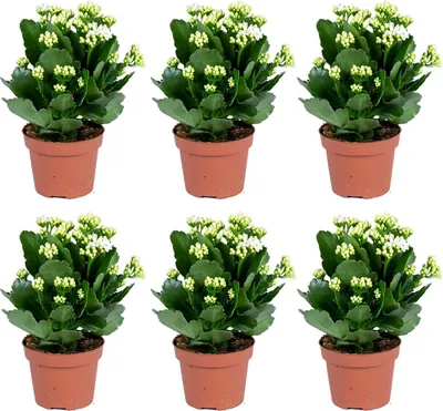 Produktbild von Kalanchoe | Weiß pro 6 Stück - Outdoor und Zimmerpflanzen im Anzuchttopf Topf 12 cm - -3025-30 cm
