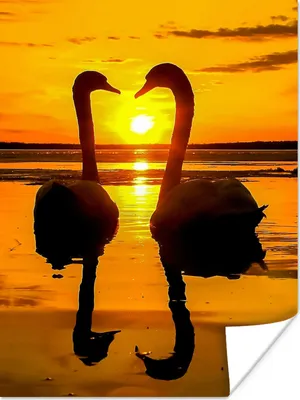 Produktbild von MuchoWow® Poster Schwäne - Sonnenuntergang - Vogel - Orange - Wasser 60x80 cm - Schlafzimmer Dekoration