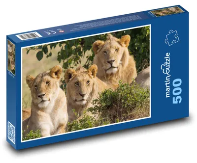 Produktbild von Puzzle 500 Löwenfamilie in der Natur - martinpuzzle
