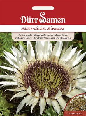 Produktbild von Dürr-Samen - Silberdistel Simplex silbrig-weiß mehrjährig Großtüte - Saatgut - 1420