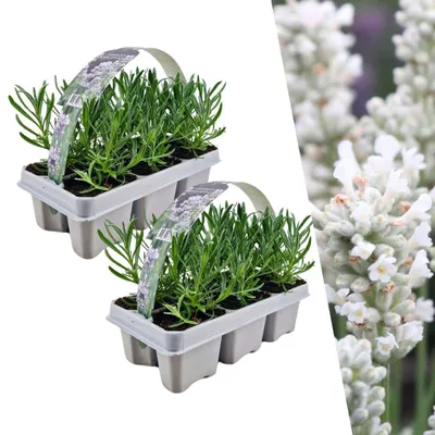Produktbild von Plants by Frank | 12 Weißer Duft-Lavendel Pflanzen | Lavandula Angustifolia | Echter Lavendel | Lavendelstrauch | Gartenpflanzen
