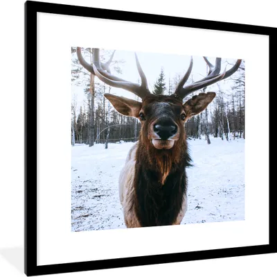 Produktbild von MuchoWow® MuchoWow® Gerahmtes Poster Rotwild - Schnee - Geweih 40x40 cm - Poster mit zchwarzem Bilderrahmen - Poster - Plakat im Rahmen