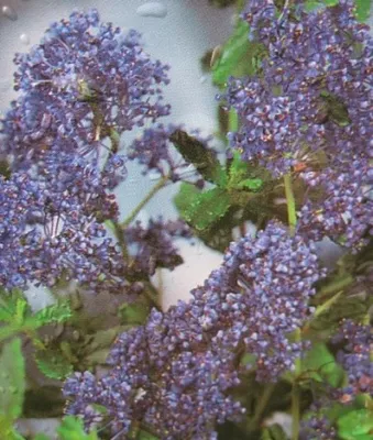 Produktbild von Säckelblume Italian Skies - Ceanothus - Kalifornischer Flieder - 30-40 cm