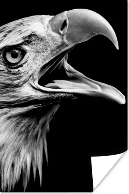 Produktbild von MuchoWow® Poster Adler - Porträt - Raubvögel - Schwarz - Weiß - Vogel 40x60 cm - Plakate für die Wand - Poster Babyzimmer
