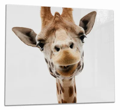 Produktbild von Wallario Herdabdeckplatte aus Glas, Größe 60 x 52 cm 1-teilig, Motiv Giraffenkopf