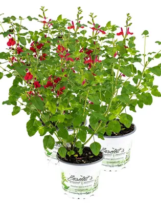 Produktbild von Enseleits 3er Set Johannisbeer-Salbei, Salvia microphylla, Kräuter Pflanze