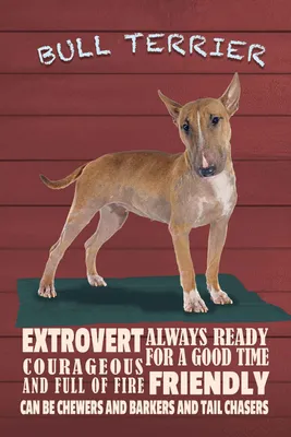 Produktbild von vianmo Holzschild 30x20 cm Bullterrier Hund always ready Tier Haustier