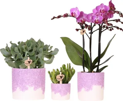 Produktbild von Kolibri Company | Bloom Purple Pflanzenset | Violette Vienna Orchidee + Grünpflanzen inkl. Übertöpfe