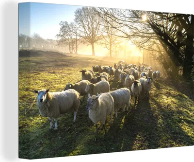 Produktbild von MuchoWow® - Leinwandbilder - Schaf - Sonne - Wiese, Wandbild, Wanddeko Bilder Wohnzimmer, 90x60 cm
